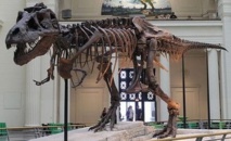 Insolite : Décapitation de dinosaures