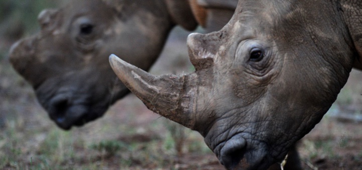 Cornes de rhinocéros : une vente aux enchères fait polémique