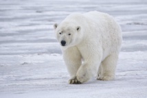Il ne faut pas réveiller l'ours qui dort en Arctique