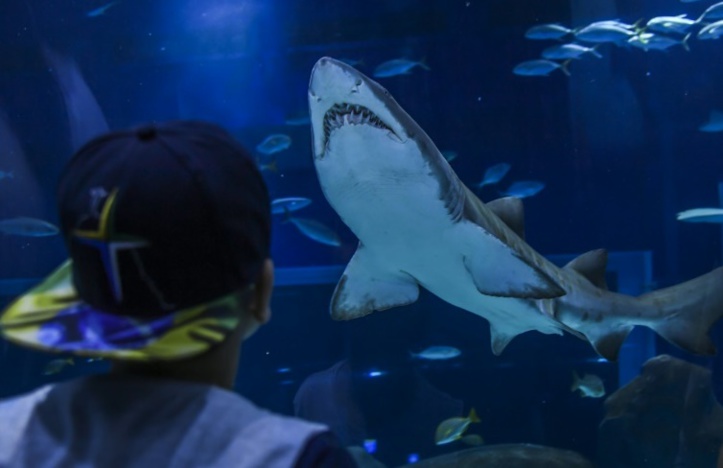 Mission fécondation à Rio pour des requins