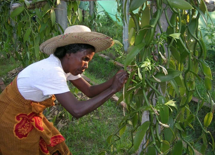 A Madagascar, le prix de la vanille face à une flambée historique