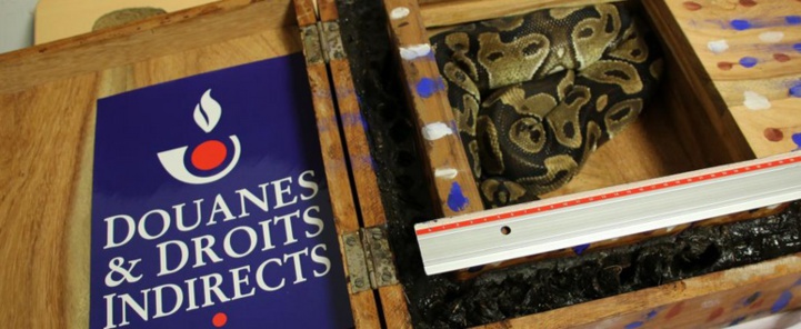 Insolite : Découverte d'un python dans les bagages d’un passager arrivé dans un aéroport parisien