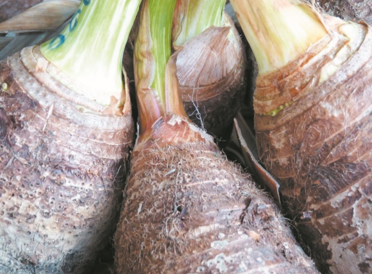 Les “cultures orphelines” refont surface Les “cultures orphelines” refont surface