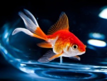 Insolite : Louer un poisson pour la nuit, l'idée insolite d'un hôtelier belge