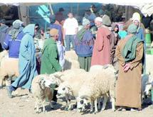 Deux petites semaines nous séparent de l’Aid Al Adha : Il faut compter 2.500 DH pour un bélier moyen Deux petites semaines nous séparent de l’Aid Al Adha : Il faut compter 2.500 DH pour un bélier moyen