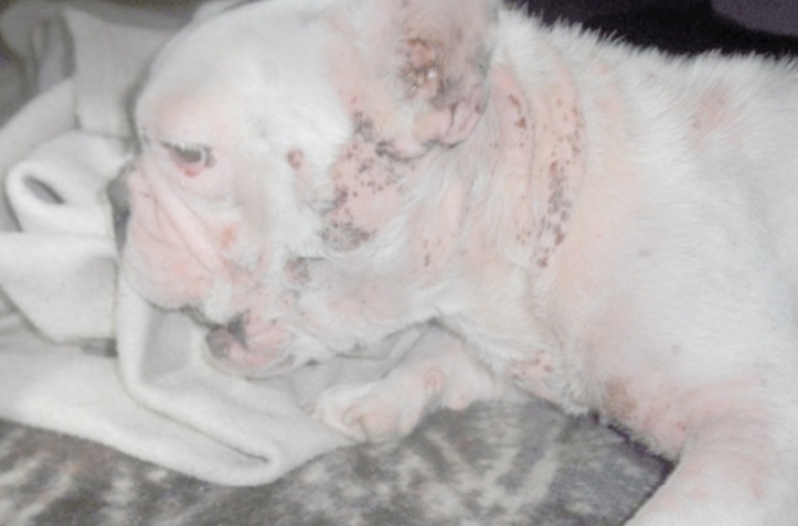 Chenils illégaux tchèques, une affaire honteuse mais lucrative Chenils illégaux tchèques, une affaire honteuse mais lucrative