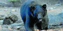 ​Un ours attaque un chasseur à l'arc dans un arbre