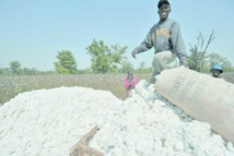 Côte d’Ivoire : Faut-il interdire l’exportation du coton?