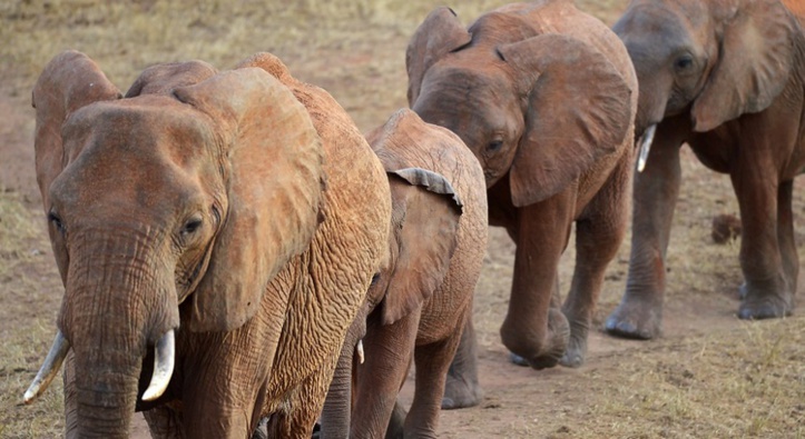 Insolite : Des éléphants noctambules