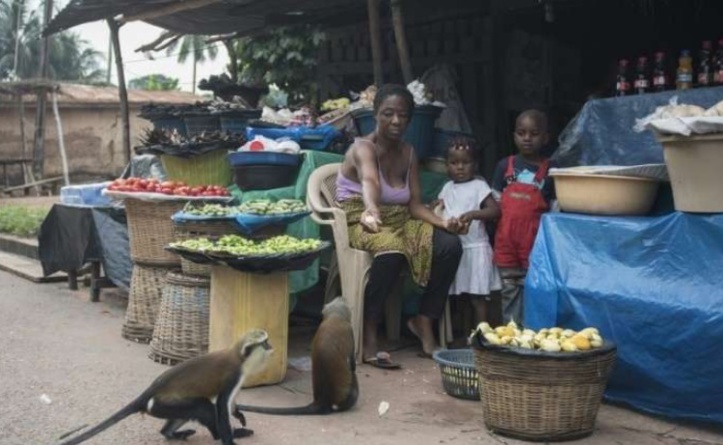 Au Ghana, le business des singes fait le bonheur des villageois