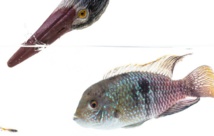 Insolite : Les poissons ont de la personnalité Insolite : Les poissons ont de la personnalité