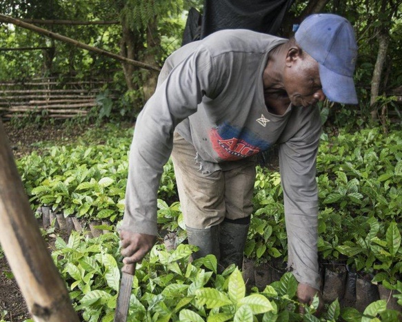 Au Ghana, l'arôme du café se répand sur les plantations de cacao