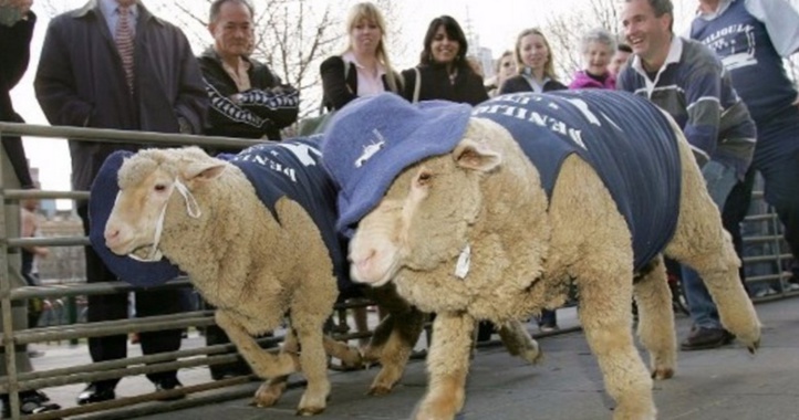 Insolite : Les moutons aiment-ils courir ou non? Insolite : Les moutons aiment-ils courir ou non?