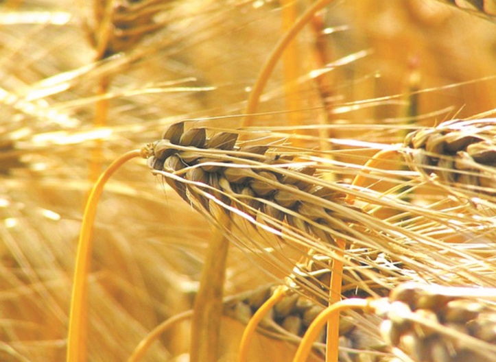 Léger rebond des prix mondiaux des produits alimentaires en septembre Léger rebond des prix mondiaux des produits alimentaires en septembre