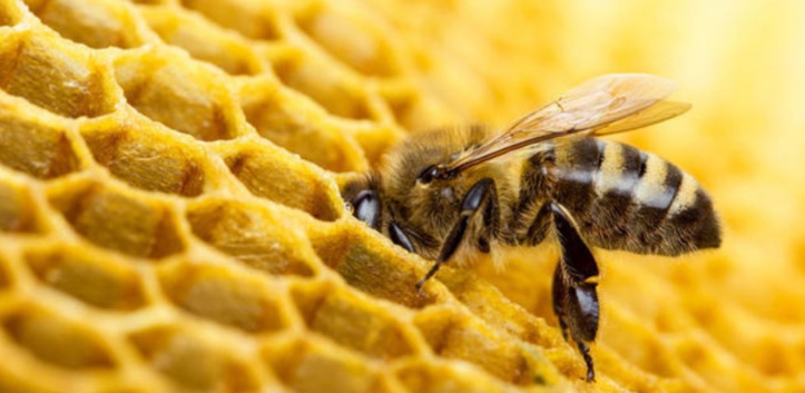 Des pesticides présents dans 75% du miel mondial