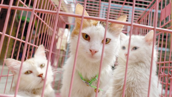 A Bagdad, des animaux des rues sauvés grâce aux réseaux sociaux