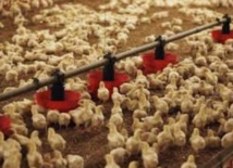 La FISA dément une décision européenne sur le refus des exportations avicoles marocaines