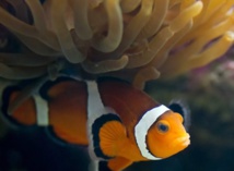 Stressé par le blanchiment de son anémone, «Némo» pond moins Stressé par le blanchiment de son anémone, «Némo» pond moins