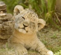 Insolite : Un lionceau chez soi