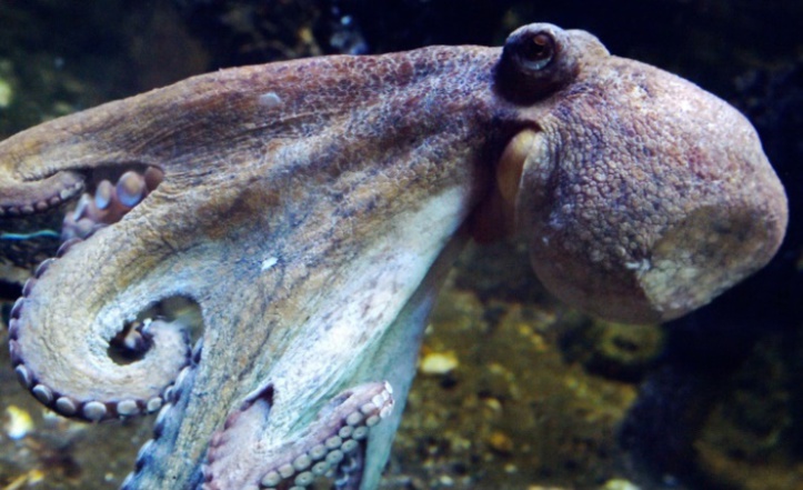 Des scientifiques créent un tissu artificiel de camouflage inspiré du poulpe