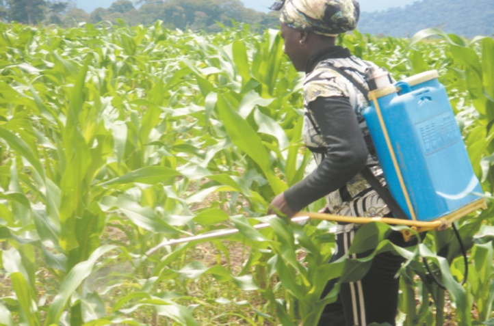 Cameroun : Quels freins à la micro-assurance agricole ? Cameroun : Quels freins à la micro-assurance agricole ?