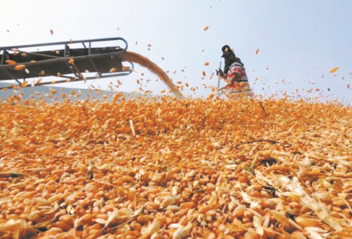 L’activité agricole continue de booster la croissance économique L’activité agricole continue de booster la croissance économique