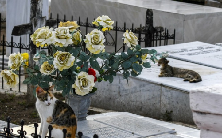 Insolite : Pacte avec le diable? Insolite : Pacte avec le diable?