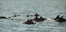 La saison meurtrière des dauphins de la mer Noire