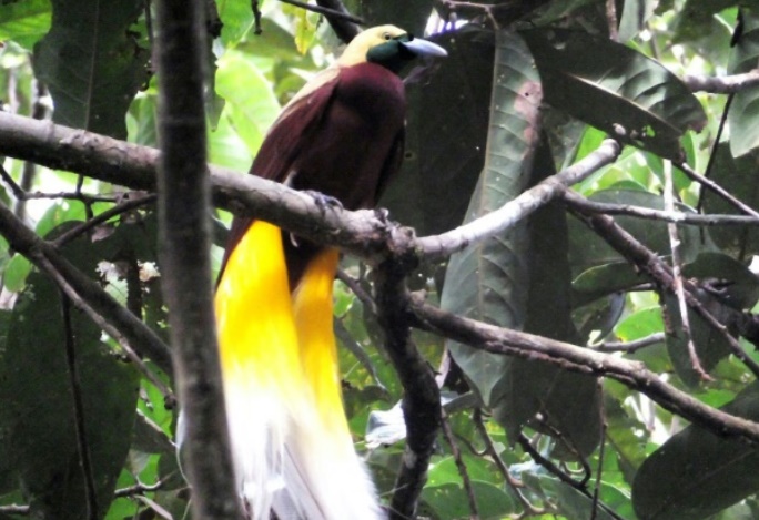 Dans la jungle de Papouasie, menace sur les oiseaux de Paradis Dans la jungle de Papouasie, menace sur les oiseaux de Paradis