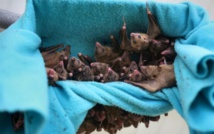 Comment les chauves-souris apprennent à crier Comment les chauves-souris apprennent à crier