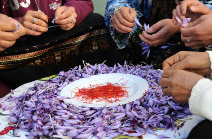 Onzième édition du Festival International du safran de Taliouine Onzième édition du Festival International du safran de Taliouine