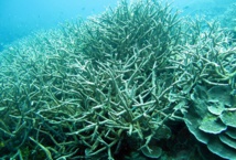La survie des récifs coralliens, suspendue à la baisse de la pollution La survie des récifs coralliens, suspendue à la baisse de la pollution