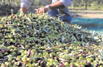 Salon régional de l’olivier de l’Oriental à Guercif Salon régional de l’olivier de l’Oriental à Guercif