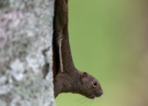 Les mammifères ont commencé à profiter du soleil lorsque les dinosaures ont disparu Les mammifères ont commencé à profiter du soleil lorsque les dinosaures ont disparu