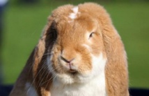 Insolite : Les Polonais invités à prendre exemple sur les lapins