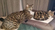 Insolite : Chat porté disparu