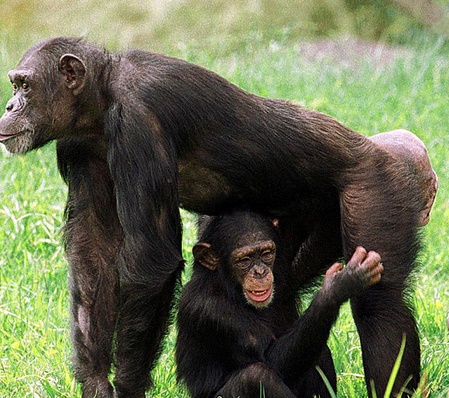 Les chimpanzés capables d'évaluer un danger et d'en avertir leurs congénères