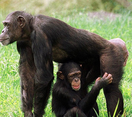 Les chimpanzés capables d'évaluer un danger et d'en avertir leurs congénères Les chimpanzés capables d'évaluer un danger et d'en avertir leurs congénères