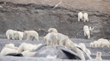 Des ours polaires massés sur une île à cause du réchauffement Des ours polaires massés sur une île à cause du réchauffement