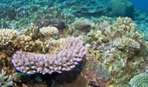 Des chercheurs réussissent à transplanter du corail Des chercheurs réussissent à transplanter du corail