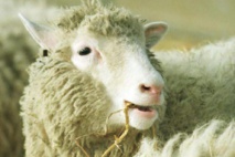 L'arthrose de Dolly sans rapport avec son clonage