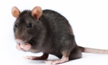 Avec le changement climatique, la souris mute et remonte au Nord