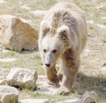 Le Yéti ? Un ours des hautes montagnes de l'Asie Le Yéti ? Un ours des hautes montagnes de l'Asie