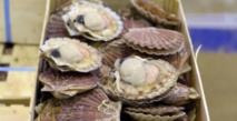 La coquille Saint-Jacques a jusqu'à 200 yeux La coquille Saint-Jacques a jusqu'à 200 yeux