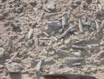 Des œufs fossilisés révèlent les secrets du ptérosaure