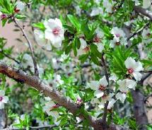 Tafraout célèbre la floraison de ses amandiers