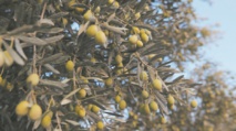 ​Les oliviers représentent 55% de la superficie  globale des arbres fruitiers de Rabat-Salé-Kénitra