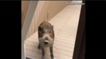 Insolite : Panique au lycée