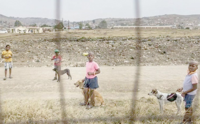 Dans le township d'Howick, les chiens comme antidote à la violence Dans le township d'Howick, les chiens comme antidote à la violence