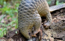 Le trafic de pangolins, véritable casse-tête
